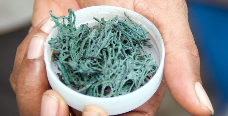 Is Spirulina Safe? 10 Reasons to Safely Depend on the Super Alga