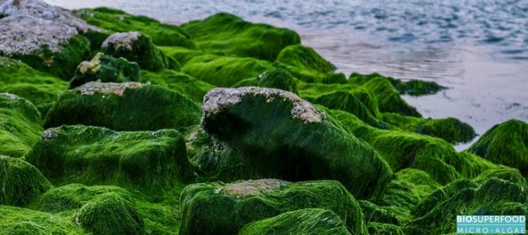 Why is It Imperative to Harness Blue-Green Algae Health Benefits?