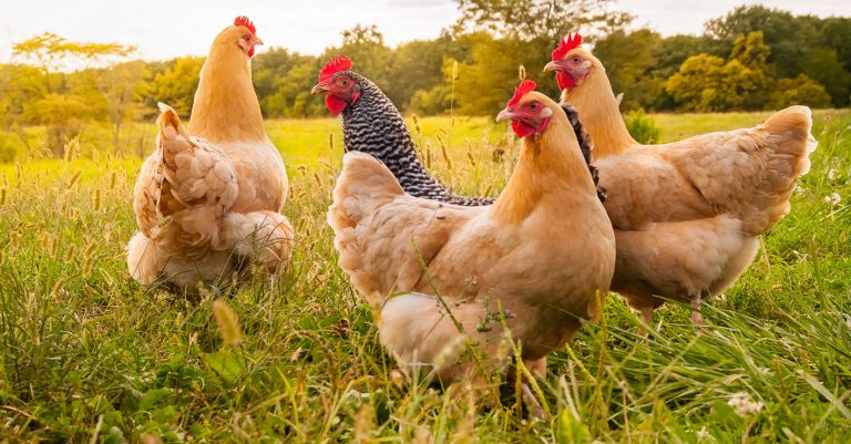 Results Of Biosuperfood on vast populations of 28,000–83,000 chickens
