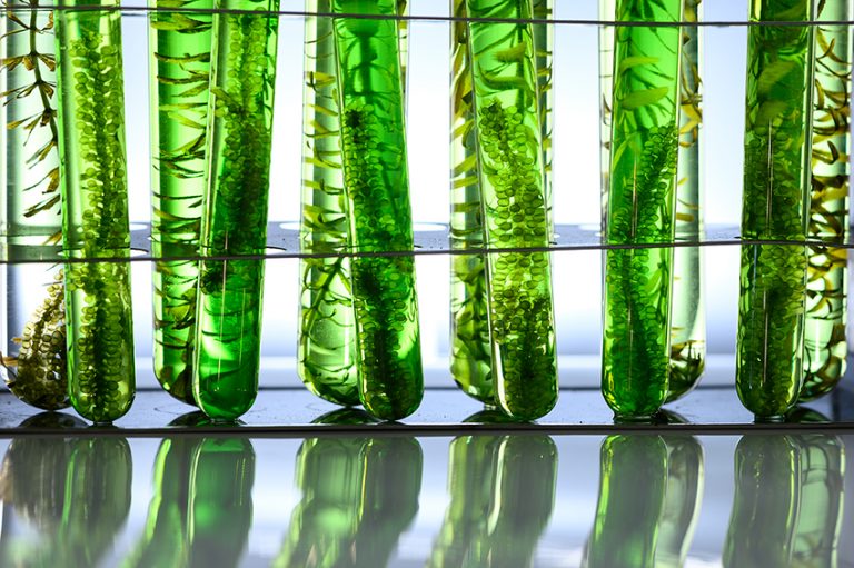 Searching for the Best Algae
